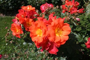 TANGERINE TANGO (climber)